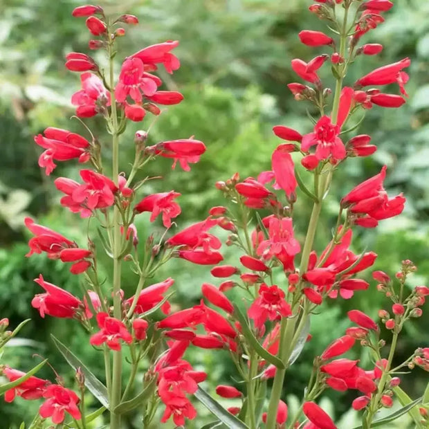 600 Seeds - Red Penstemon Flowers Seeds (Firecracker Penstemon) | Scarlet Penstemon or Red Penstemon Barbatus for Planting | Winecup Foxglove Hummingbird Penstemon Seeds - The Rike - The Rike Inc