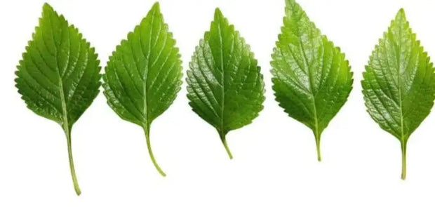 Bálsamo Para Barba King C. Gillette Cuidado De La Barba, Hidrata Y Suaviza 75 Ml - Foto 12