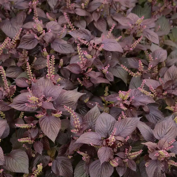 beefsteak plant seeds 4 pack x 800 seeds Vietnamese Perilla Frutescens Seeds Vietnamese Perilla Seeds shiso seeds Beefsteak plant seeds