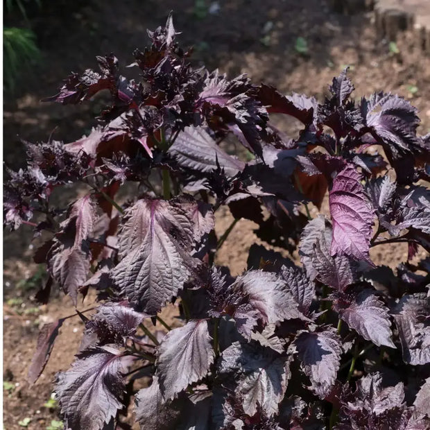 beefsteak plant seeds 4 pack x 800 seeds Vietnamese Perilla Frutescens Seeds Vietnamese Perilla Seeds shiso seeds Beefsteak plant seeds