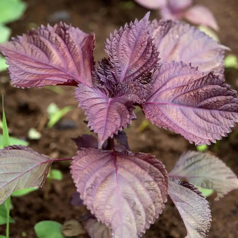 beefsteak plant seeds 4 pack x 800 seeds Vietnamese Perilla Frutescens Seeds Vietnamese Perilla  Seeds shiso seeds Beefsteak plant seeds