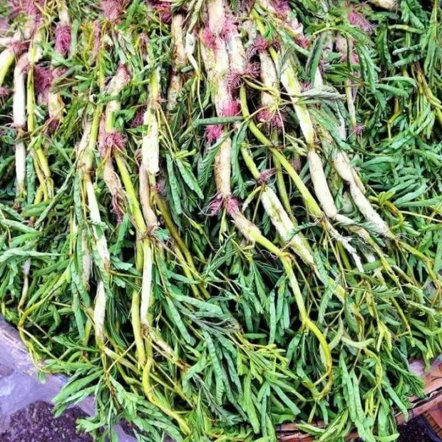 water plant seeds Water Mimosa seeds for Planting 4 pack x 100 seeds Hat Rau Nhut