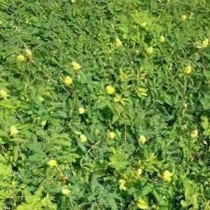 planting mimosa seeds Water Mimosa seeds for Planting 4 pack x 100 seeds Hat Rau Nhut