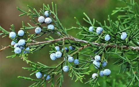 what-is-Eastern-red-cedar-used-for