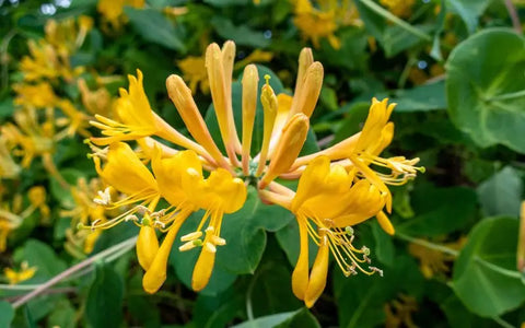 what-is-honeysuckle-plant
