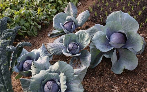 when-should-you-plant-red-cabbage
