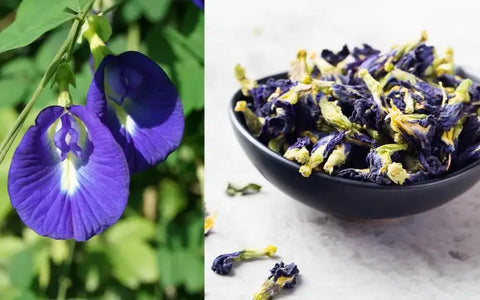 where-to-buy-butterfly-pea-flower-seeds