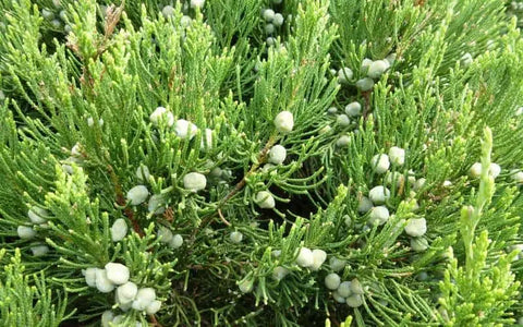 where-to-buy-eastern-red-cedar-seeds