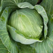 3000 Seeds White Cabbage Seeds Early Flat Dutch Cabbage Seeds - Early Golden Acre Cabbage Seeds Heirloom Non-GMO Vegetable Seeds The Rike