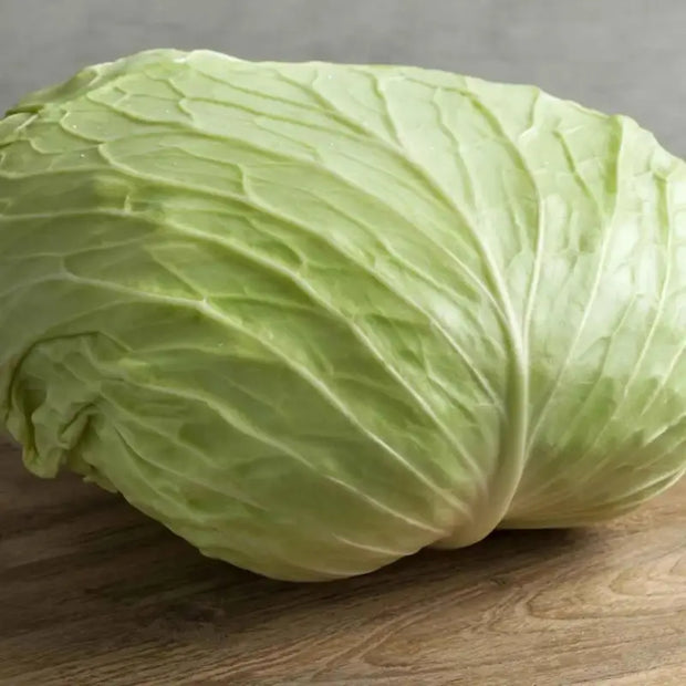 3000 Seeds White Cabbage Seeds Early Flat Dutch Cabbage Seeds - Early Golden Acre Cabbage Seeds Heirloom Non-GMO Vegetable Seeds The Rike