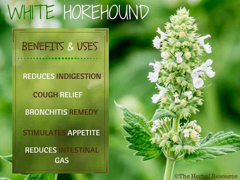 Horehound Herb