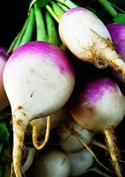 11000+ Turnip Seeds Purple Top White Globe Brassica rapa subsp. rapa. Purple Turnip Seeds