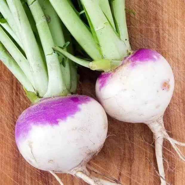 11000+ Turnip Seeds Purple Top White Globe Brassica rapa subsp. rapa. Purple Turnip Seeds