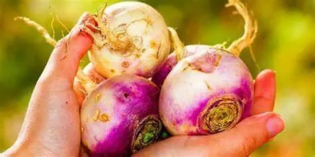 11000+ Turnip Seeds Purple Top White Globe Brassica rapa subsp. rapa. Purple Turnip Seeds