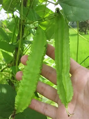 The Rike 30 Dragon Bean Vine Seeds Winged Beans Seeds Four Angled Bean or Manila Bean King Shire Winged Bean Asparagus Pea or Dau Rong Home - The Rike Inc