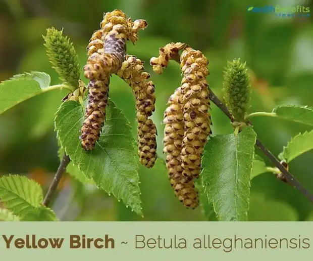 100 Yellow Birch Tree Seeds for Planting Betula alleghaniensis Golden Birch Swamp Birch Seeds