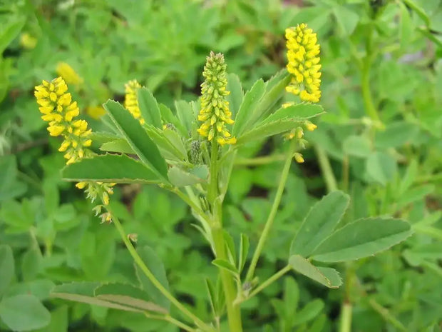 3000 Seeds Yellow Sweet Clover Seeds for Planting Melilotus Officinalis Seeds Yellow Common Melilot Seeds - The Rike Inc