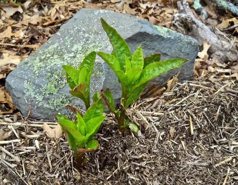 WHERE DOES POKEWEED GROW BEST & HOW TO GROW IT?