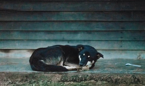 Black and white dog resting on concrete in Diên Khánh District, Vietnam.