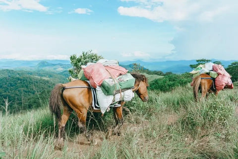 Pack horses with colorful bags on a grassy hilltop in Diên Khánh District, Vietnam.