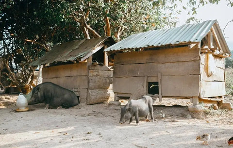 Rustic wooden shed with a metal roof and two pigs in rural Diên Khánh District, Vietnam.