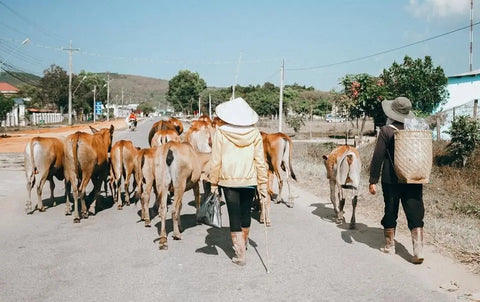 Brown cows led by two people down a rural road in Diên Khánh District, Vietnam.