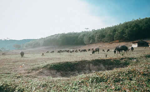 Buffalo herd grazing in a misty field in Diên Khánh District, rural Vietnam.