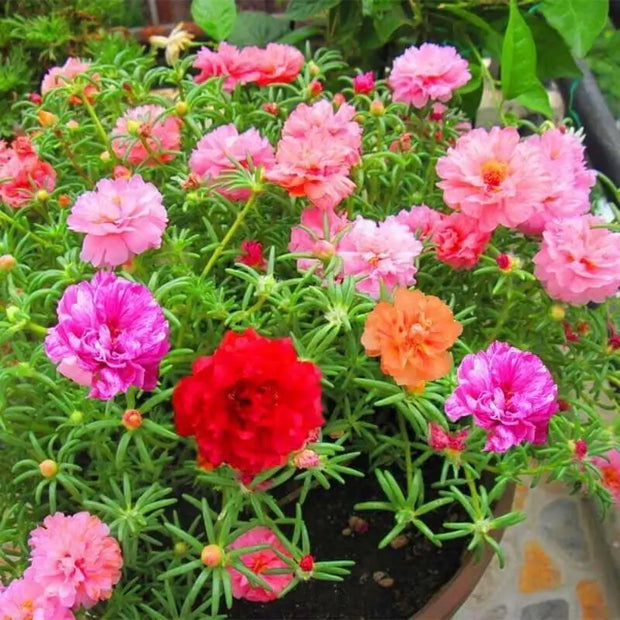 The Rike 6000 Seeds Mixed Color Moss-Rose Purslane Double Flower for Planting Portulaca Grandiflora Rose Moss Eleven o'clock Mexican Sun Rose, Rock Heat HOA muoi gio, Orange,Rose,White - The Rike Inc