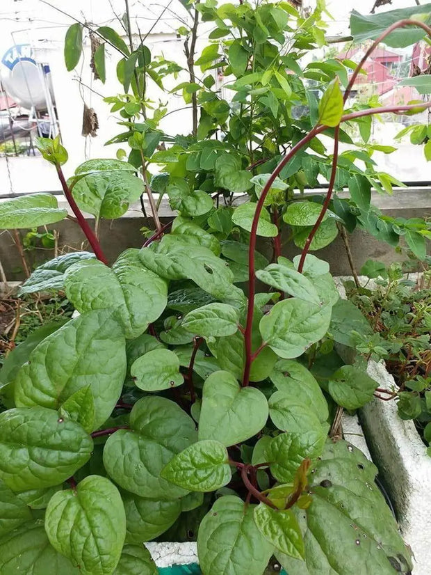 350 Red Malabar Spinach Seeds - Basella alba - Pui, Vine Spinach, red Vine Spinach, Climbing Spinach, Creeping Spinach, Buffalo Spinach, Malabar Spinach and Ceylon Spinach Seeds - The Rike Inc