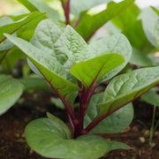 350 Red Malabar Spinach Seeds - Basella alba - Pui, Vine Spinach, red Vine Spinach, Climbing Spinach, Creeping Spinach, Buffalo Spinach, Malabar Spinach and Ceylon Spinach Seeds - The Rike Inc