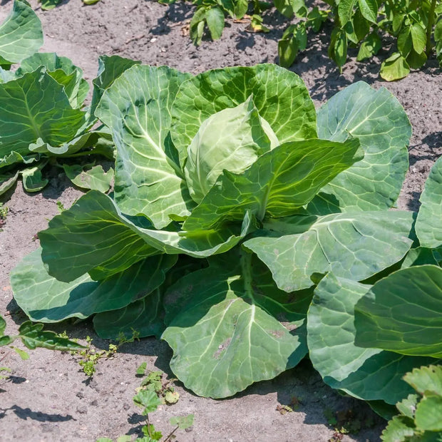 2000 Seeds - Collard Green Seeds | Planting Georgia Southern or Giant Champion | Delicious Blue-Green Cabbage Leaves | Non-GMO & Heirloom Variety | Easy to Grow - The Rike - The Rike Inc