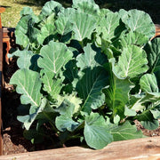2000 Seeds - Collard Green Seeds | Planting Georgia Southern or Giant Champion | Delicious Blue-Green Cabbage Leaves | Non-GMO & Heirloom Variety | Easy to Grow - The Rike - The Rike Inc