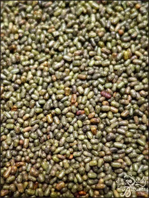 The Rike 100 Sesbania Sesban seeds Yellow Swedish Cotton Flower Sesbania Sesban Seeds Common Sesban Egyptian Rattle pod seeds - The Rike Inc
