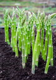 50 Seeds Asparagus Seeds for Planting Non-GMO Vegetable Seeds Garden Seeds - The Rike Inc
