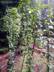 50 LA Giang Seeds - River Leaf Vine Seeds - Aganonerion Seeds - Sour Leaf Creeper Sour-SOP Creeper Seeds La Lom Non-GMO Vegetable Seeds Herbal Seeds - The Rike Inc