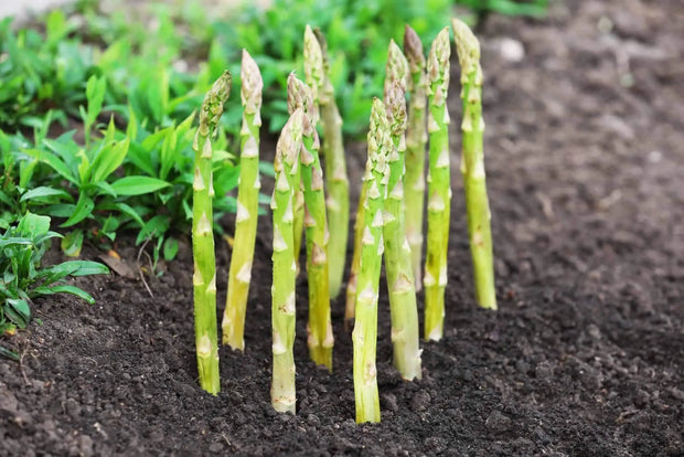 50 Seeds Asparagus Seeds for Planting Non-GMO Vegetable Seeds Garden Seeds - The Rike Inc