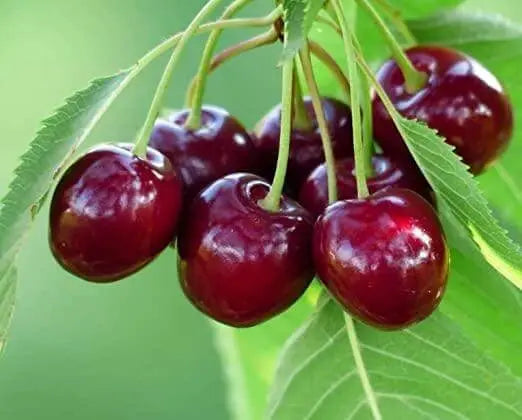 50 Sweet Cherry Seeds Fruit Tree Seeds for Planting Non-GMO & Heirloom Seeds Prunus avium Homegrown - The Rike Inc