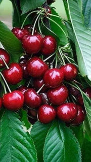 50 Sweet Cherry Seeds Fruit Tree Seeds for Planting Non-GMO & Heirloom Seeds Prunus avium Homegrown - The Rike Inc