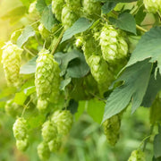 60 Seed Hops Seeds for Planting Humulus Lupulus, Perennial hops Vine Seeds German Magnum Hops Seeds Cash Crop Home Beer Brewing Non GMO Organic garden seeds - The Rike Inc
