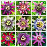 60 Passionflower Seeds Mixed Color Chanh Day lac Tien Seeds Passiflora Passion Vines Passion Fruit Flower Seeds - The Rike Inc
