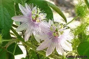 60 Passionflower Seeds Mixed Color Chanh Day lac Tien Seeds Passiflora Passion Vines Passion Fruit Flower Seeds - The Rike Inc