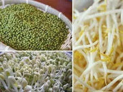 1000 Mung Bean seeds Sprout Green Gram, Maash, Moong, Monggo, or munggo Seeds