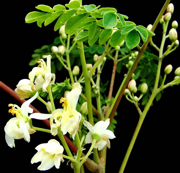 250 Seeds Moringa Oleifera Seeds for Planting Drumstick Seeds Non-GMO for Sprouting, Planting, Cooking | Natural & Wildcrafted | Non-GMO