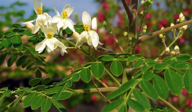 250 Seeds Moringa Oleifera Seeds for Planting Drumstick Seeds Non-GMO moringa plant seeds for Sprouting, Planting, Cooking Seeds large package ($4.5 shipping charge customer)