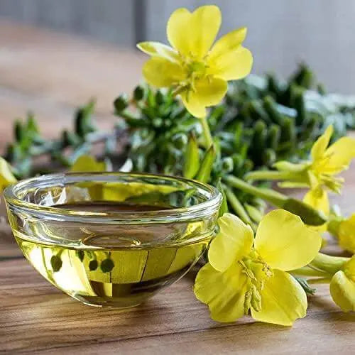 300 Seeds Evening Primrose Seeds Yellow Flowers Oenothera biennis Suncups Sundrops Seeds for Planting - The Rike Inc