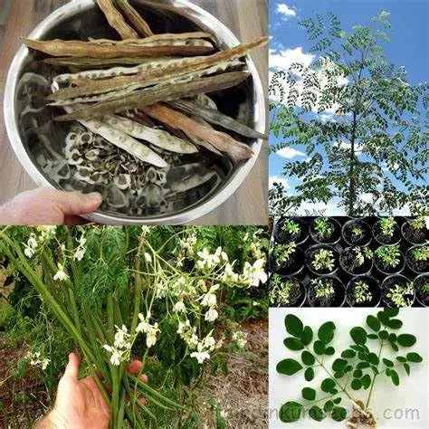 250 Seeds Moringa Oleifera Seeds for Planting Drumstick Seeds Non-GMO moringa plant seeds for Sprouting, Planting, Cooking Seeds large package ($4.5 shipping charge customer)