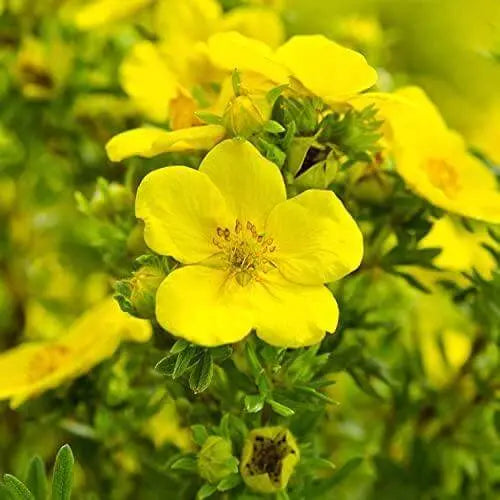 300 Seeds Evening Primrose Seeds Yellow Flowers Oenothera biennis Suncups Sundrops Seeds for Planting - The Rike Inc