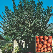 45 Seeds American Hazelnut Tree Seeds Filbert Corylus Americana Fruit Nut Seeds Semillas Graines - The Rike Inc