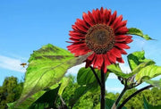 50 Seeds Sunflower Seeds Red Sunflower Seeds for Planting Giant Crazy Sunflower Seeds Helianthus annuus Seeds (Red Color) - The Rike Inc
