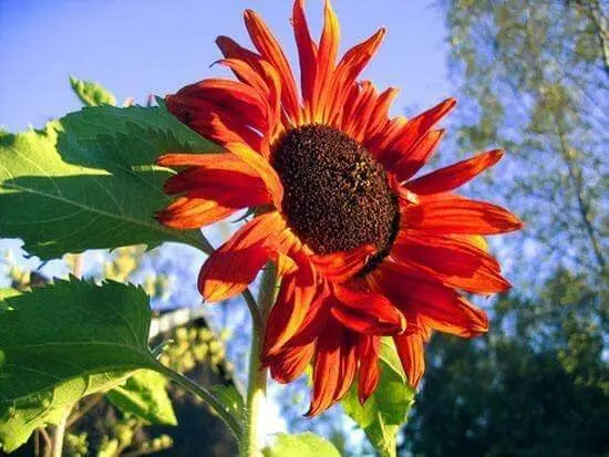 50 Seeds Sunflower Seeds Red Sunflower Seeds for Planting Giant Crazy Sunflower Seeds Helianthus annuus Seeds (Red Color) - The Rike Inc